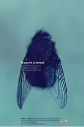 Mouche d'Amour постер