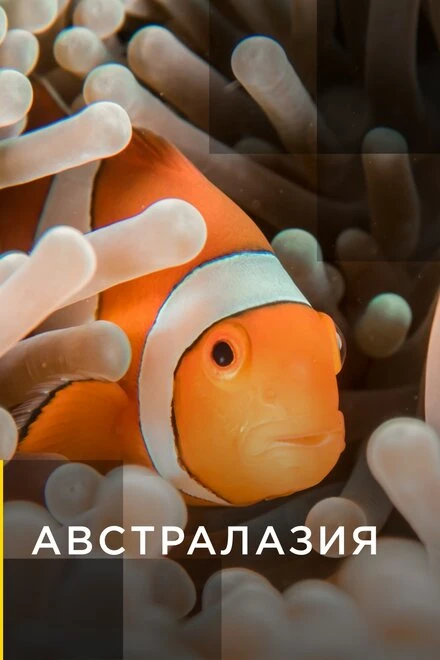 Постер Австралазия 2017