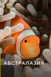Австралазия 2017 постер