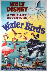 Водоплавающие 1952 постер