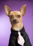 Фото Eli the Chihuahua