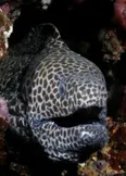Фото Honey Comb