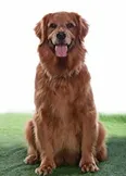 Фото Serena the Wonder Dog